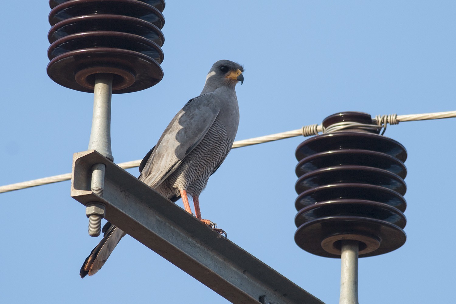 Dark Chanting-goshawk — Ana fotoğraf