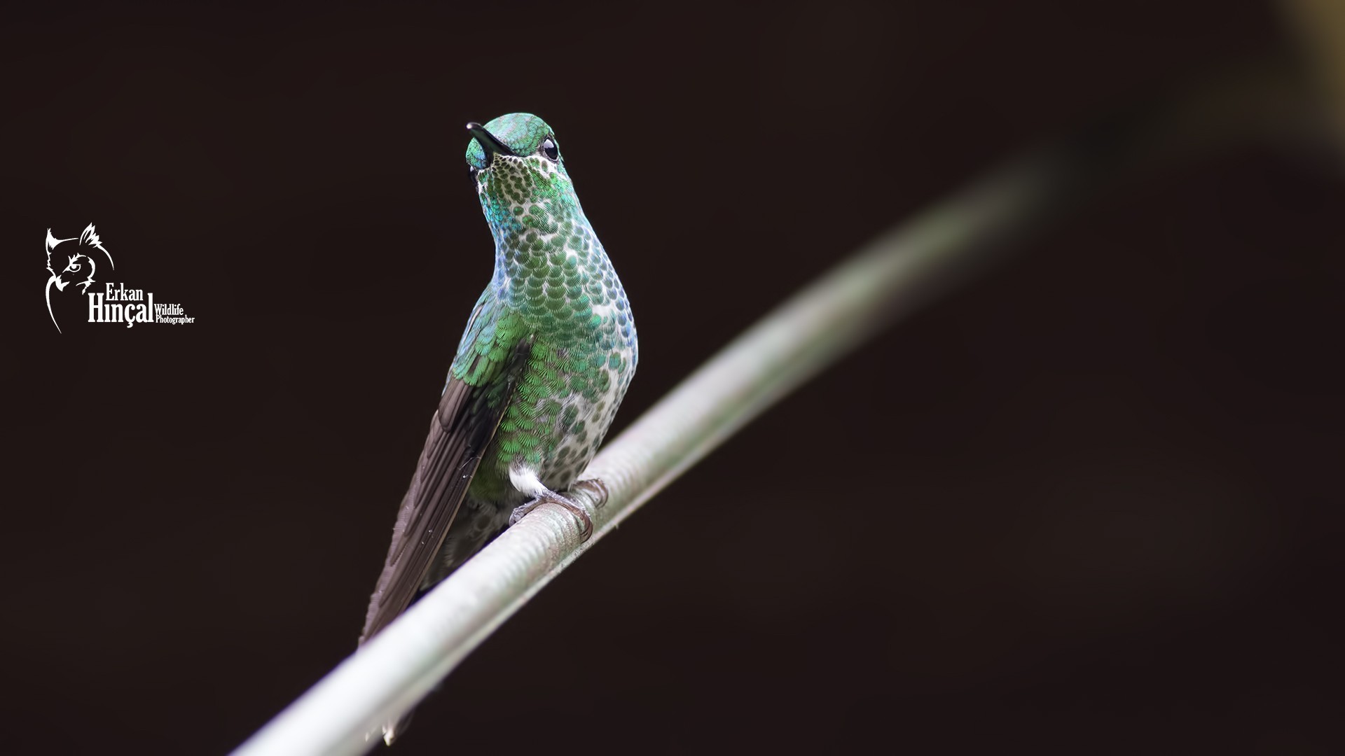 Green-crowned Brilliant — Ana fotoğraf