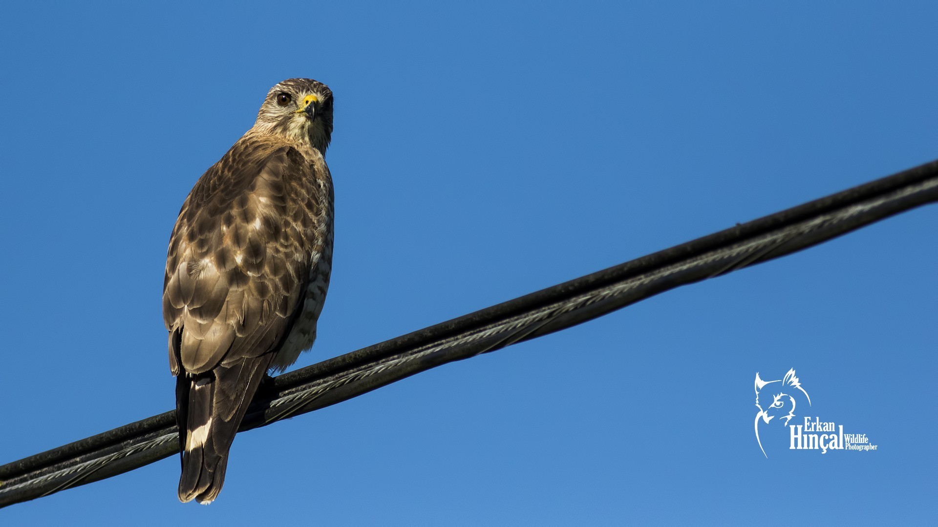 Broad-winged Hawk