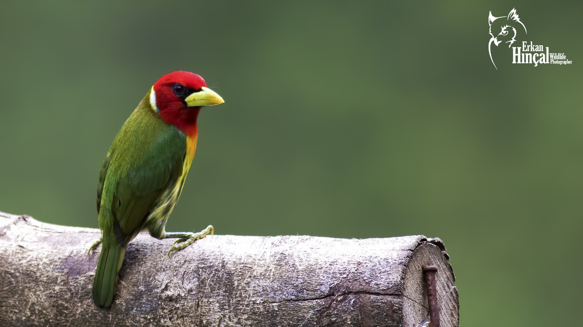 Red-headed Barbet