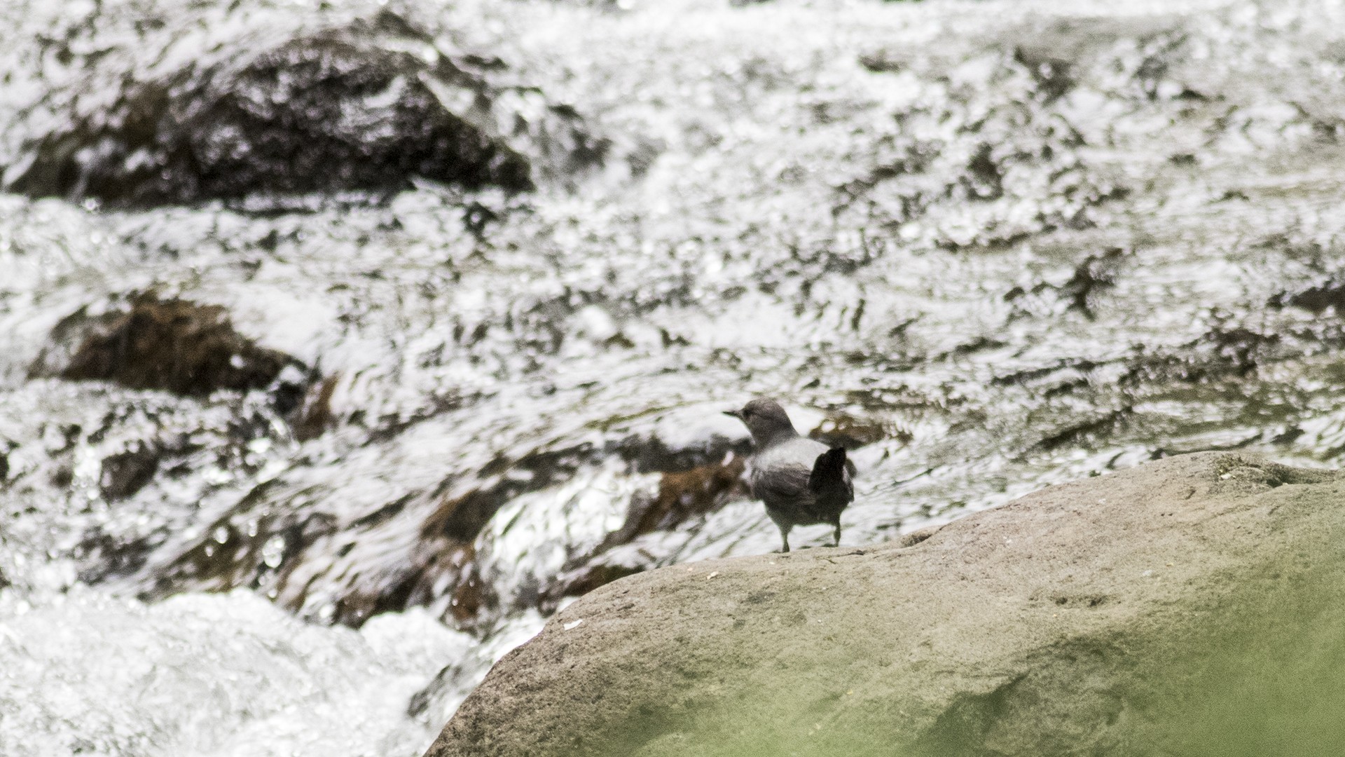 American Dipper
