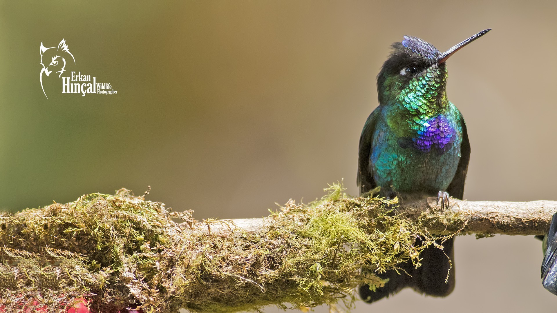 Magnificent Hummingbird