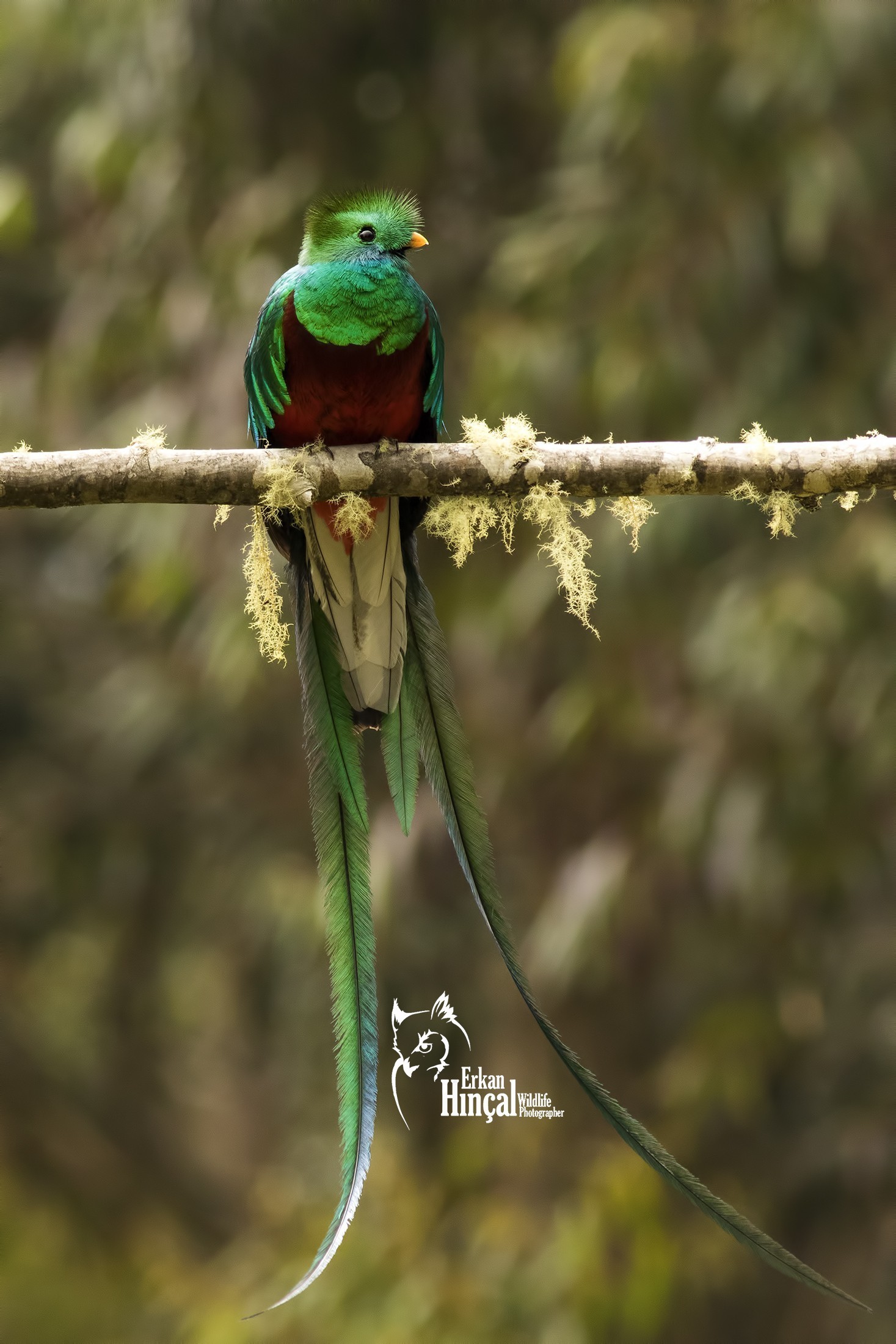 Resplendent Quetzal