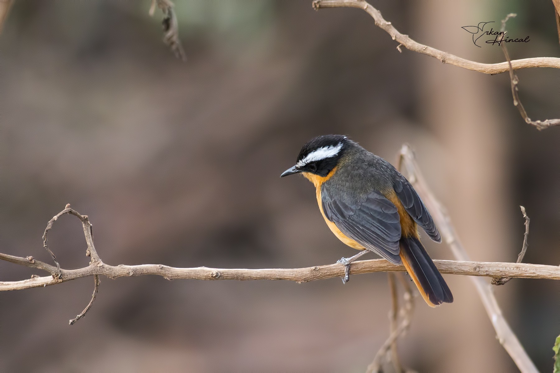 Rüppell's Robin-chat
