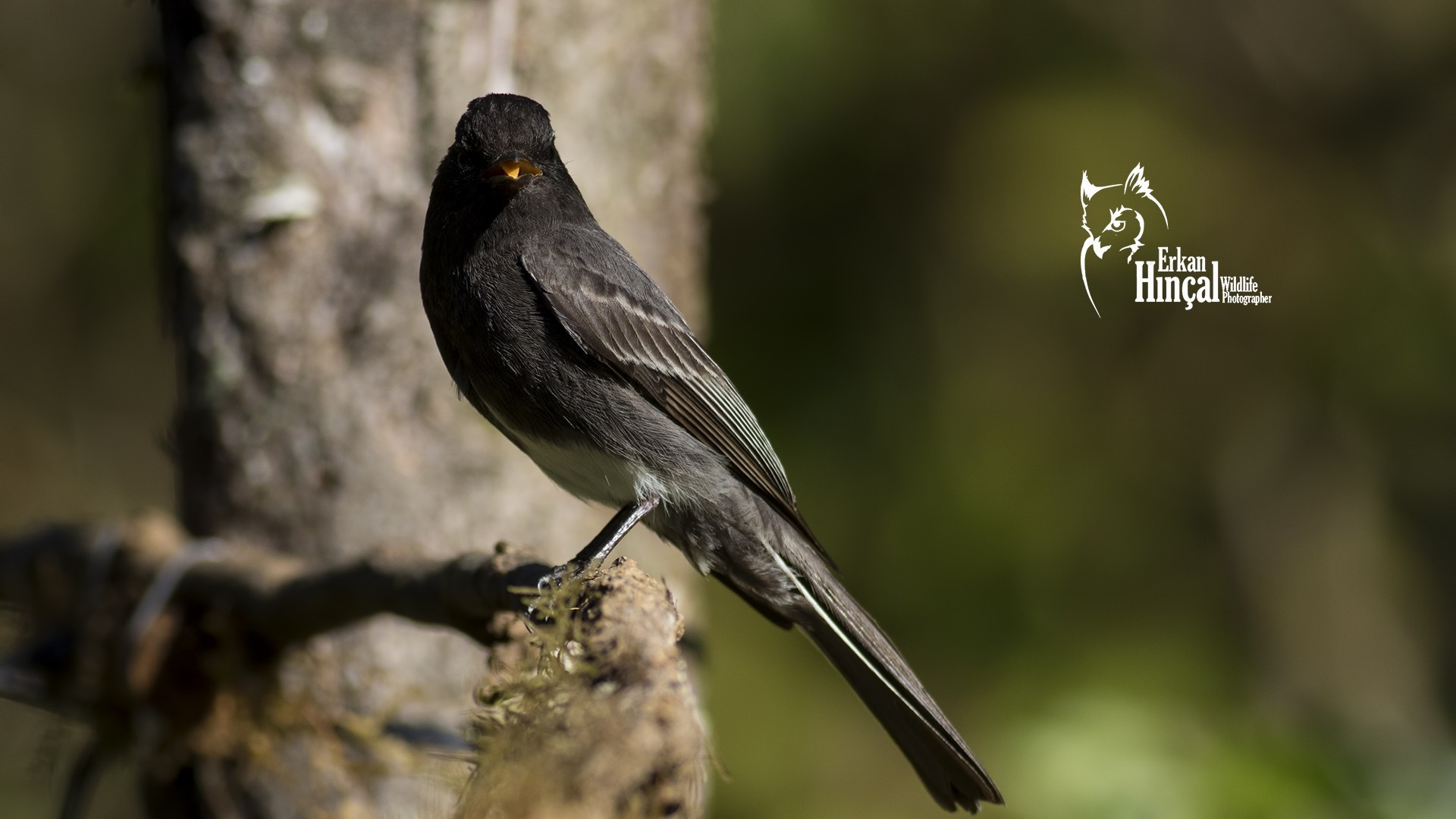 Black Phoebe