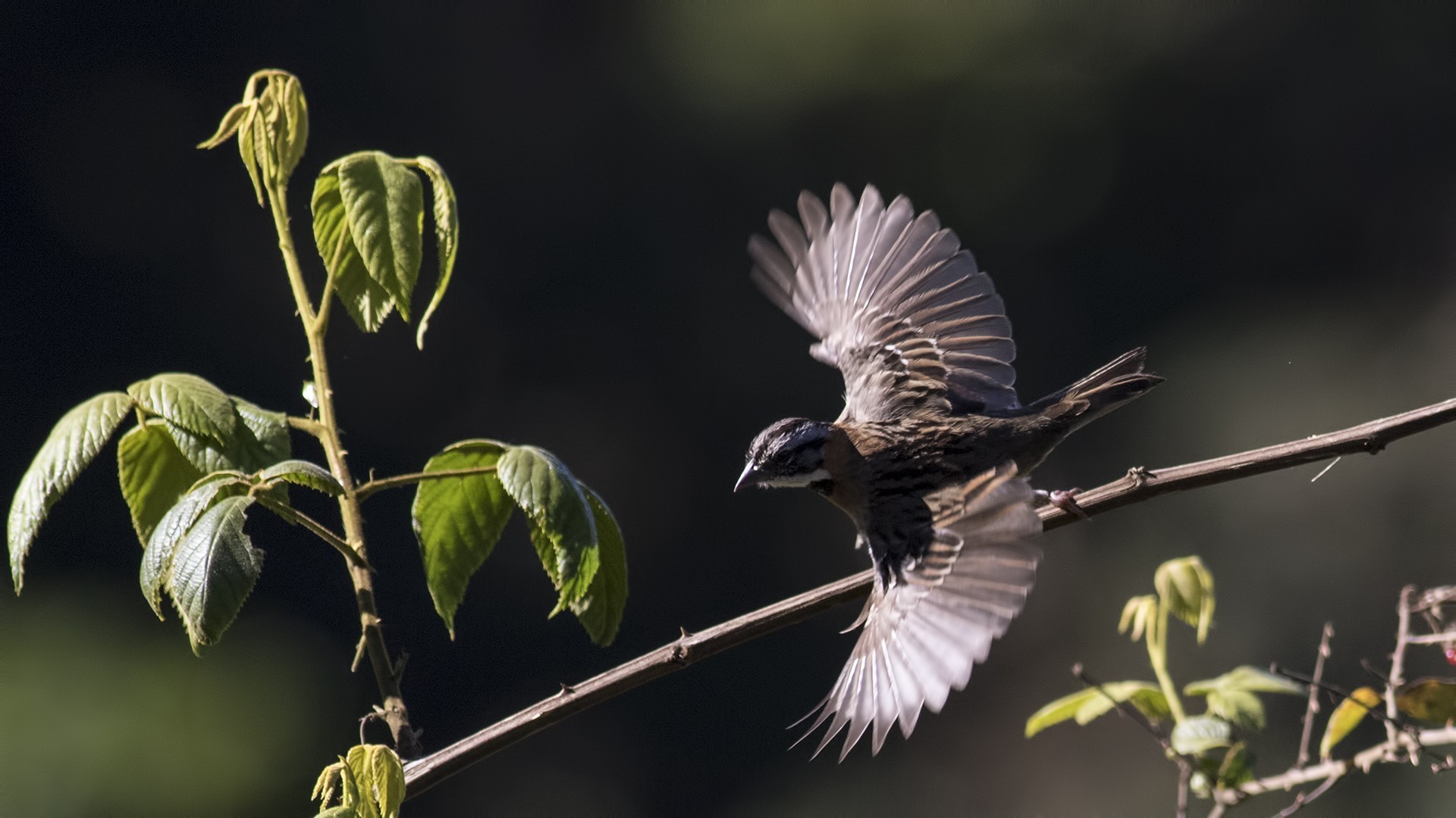 Rufous-collared Sparrow