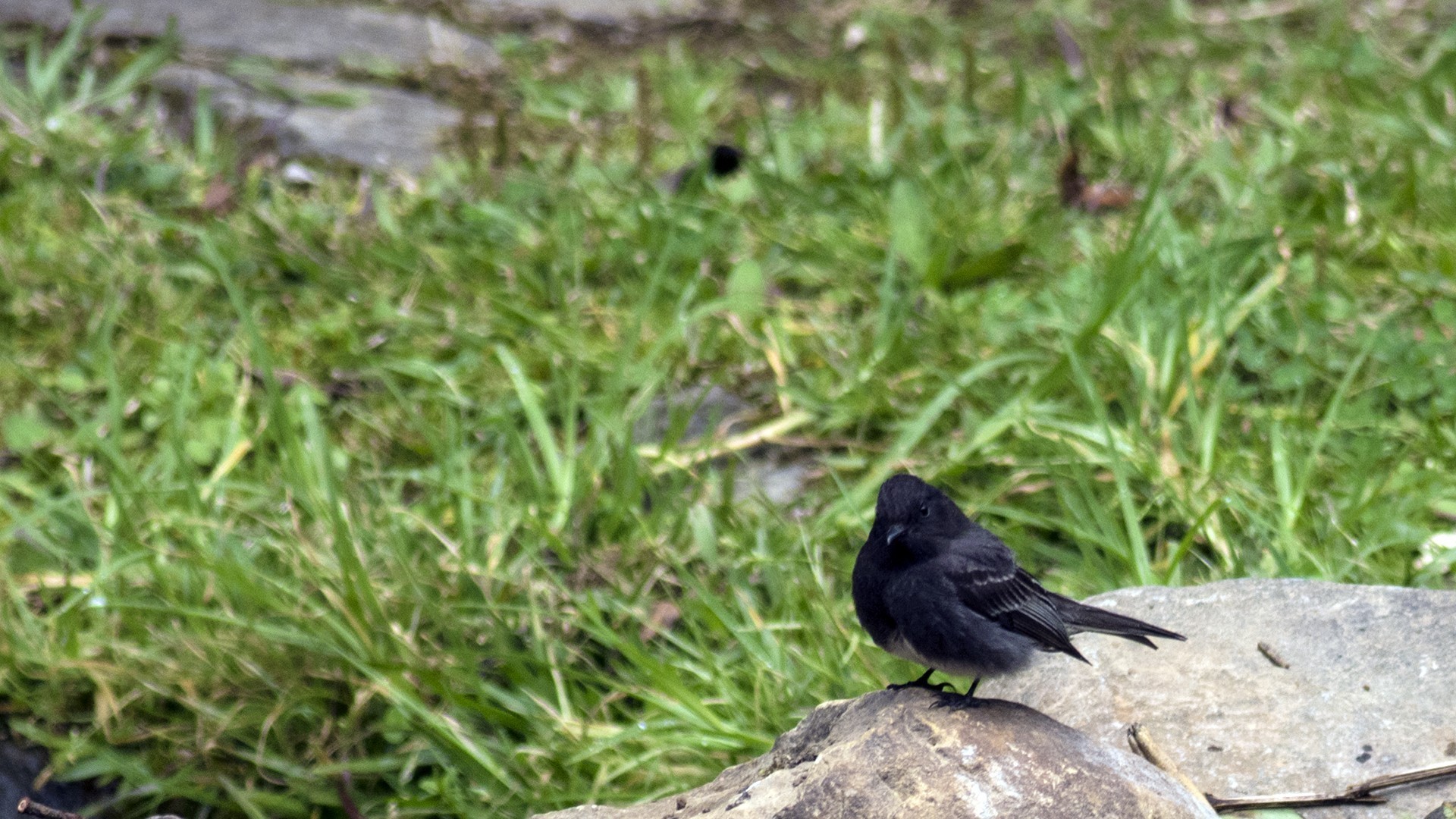 Black Phoebe