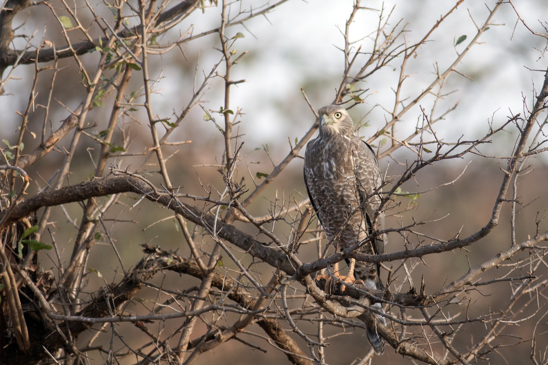 Eastern Chanting-goshawk — Ana fotoğraf