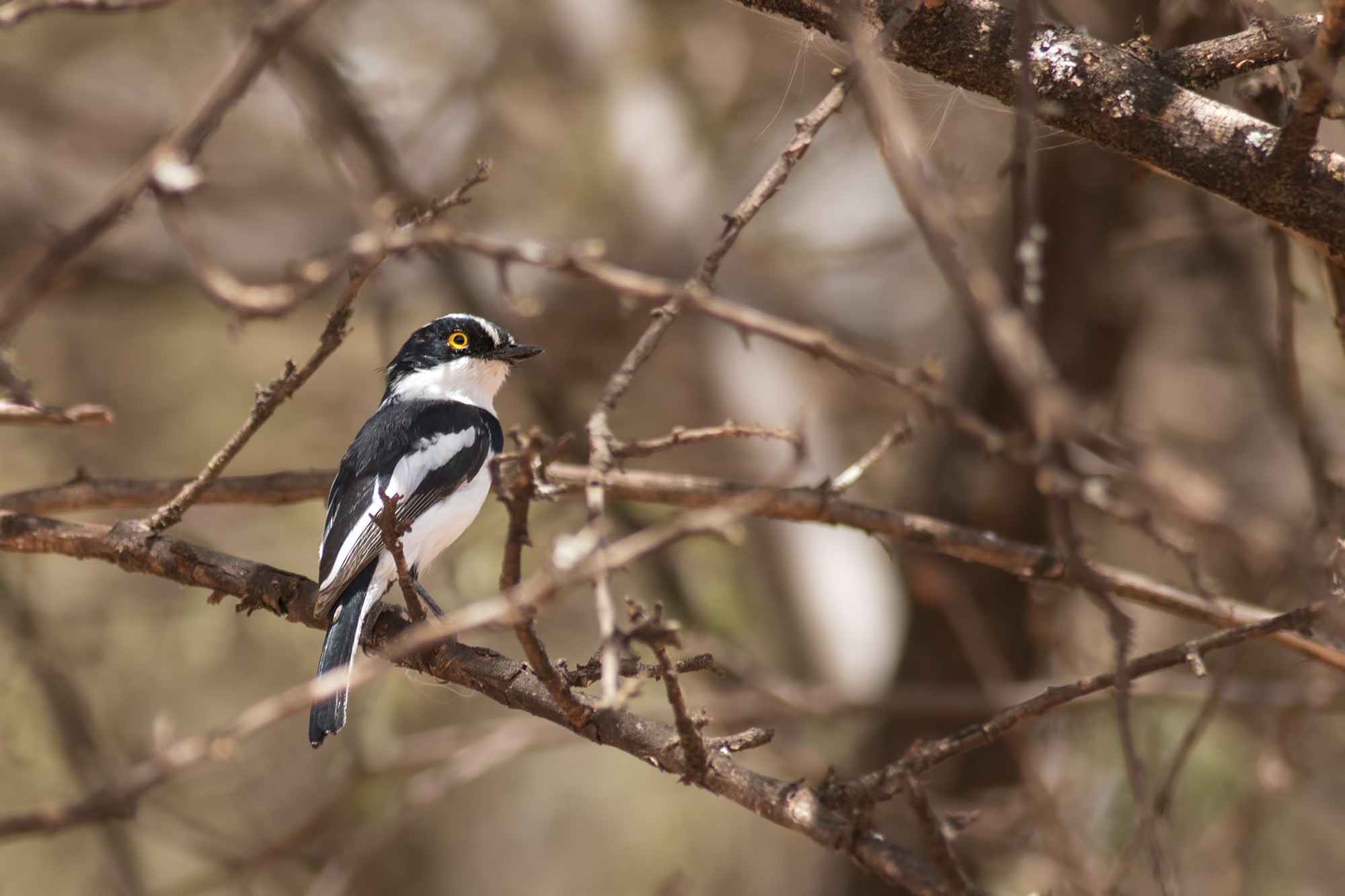 Pygmy Batis — Ana fotoğraf