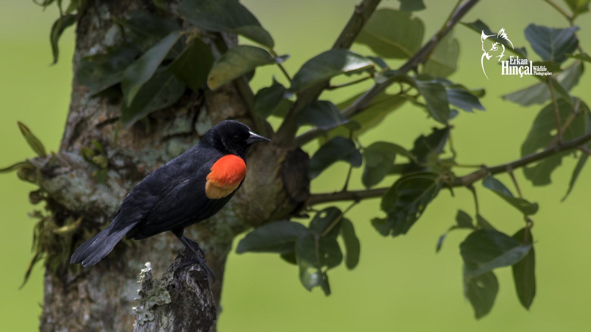 Red-winged Blackbird