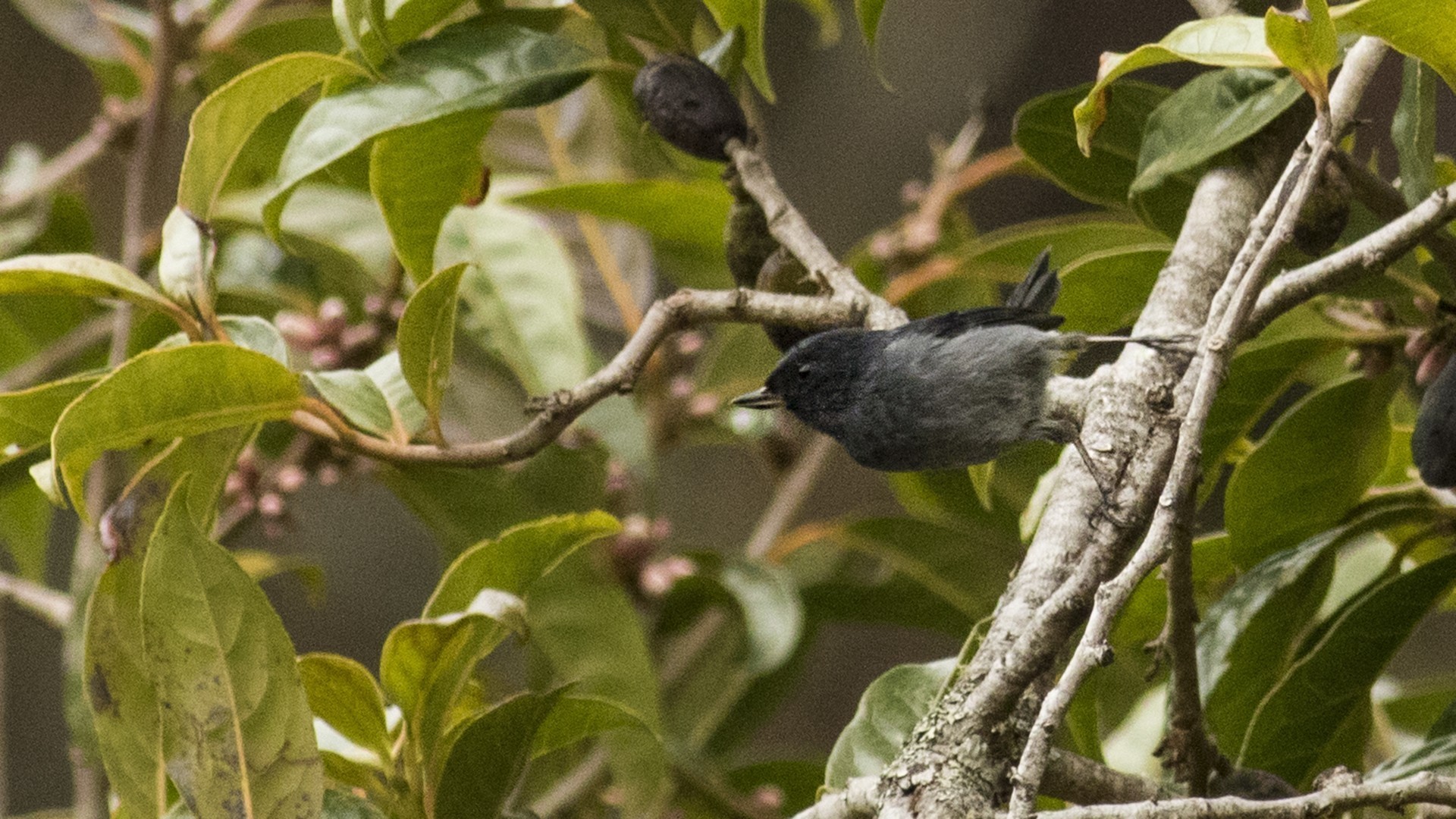 Slaty Flowerpiercer