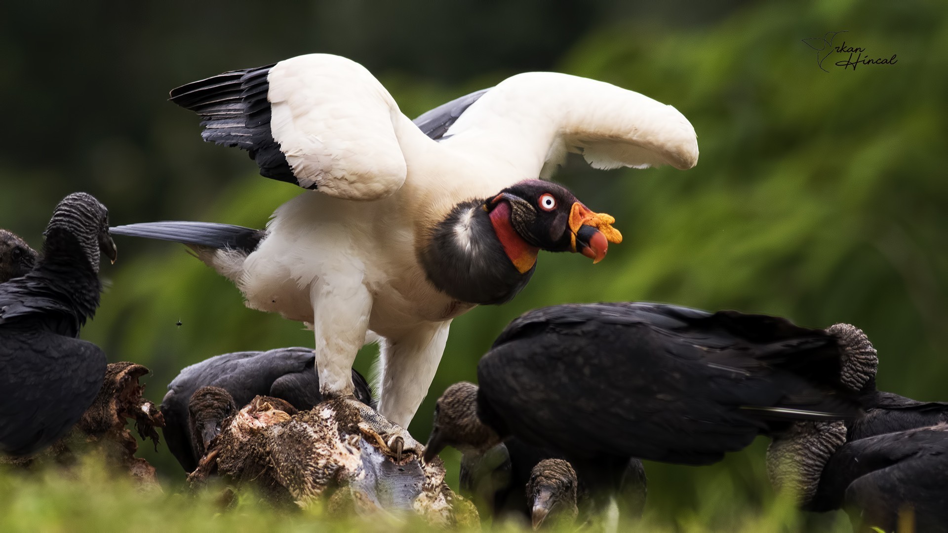 King Vulture