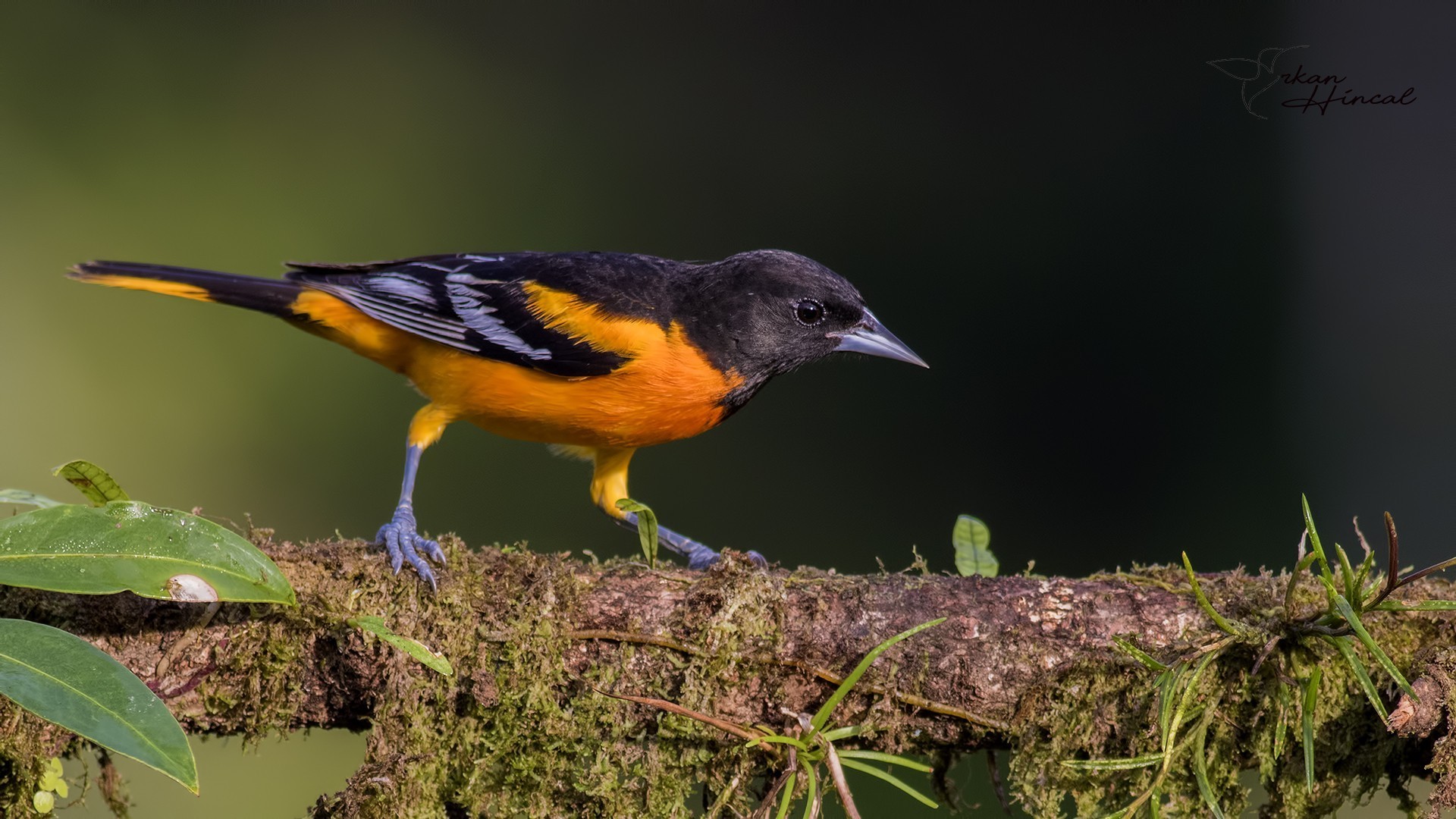 Baltimore Oriole