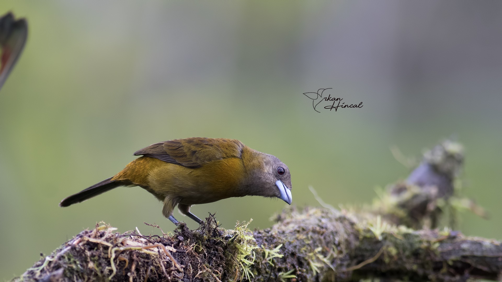Crimson-collared Tanager
