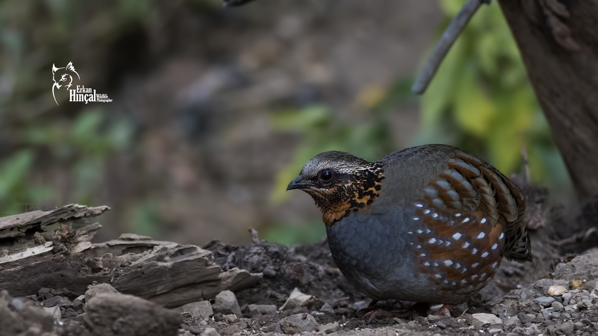 Rufous-throated Partridge — Ana fotoğraf