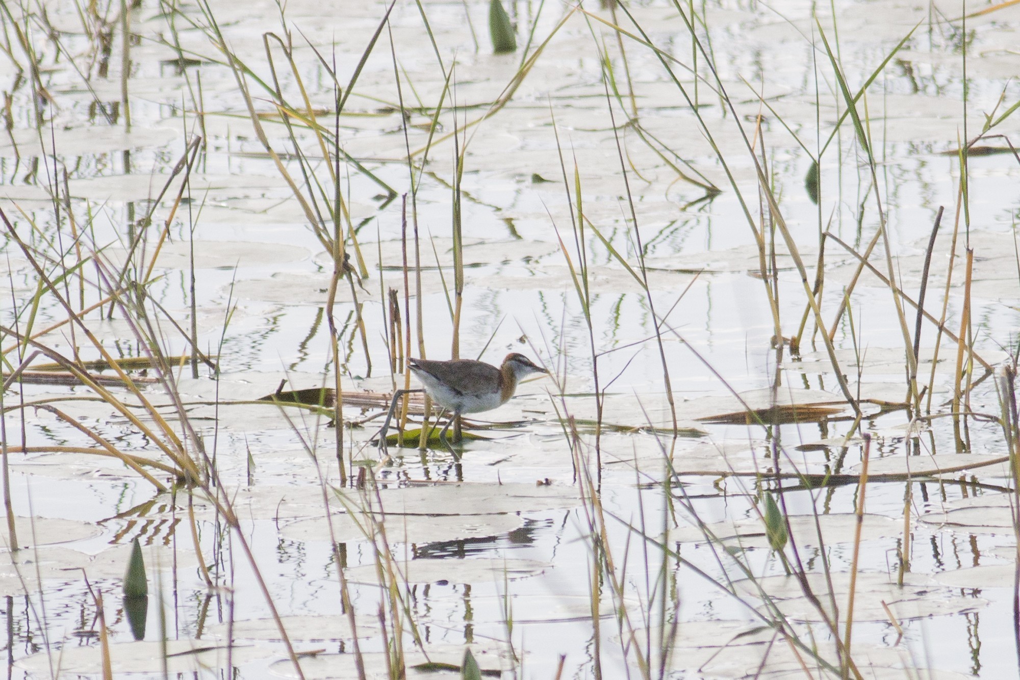 Lesser Jacana — Ana fotoğraf