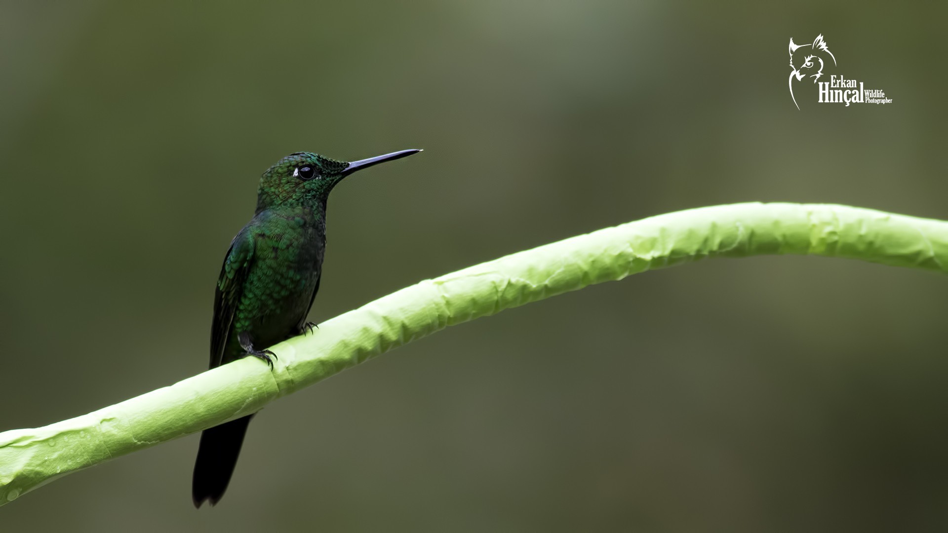 Green-crowned Brilliant