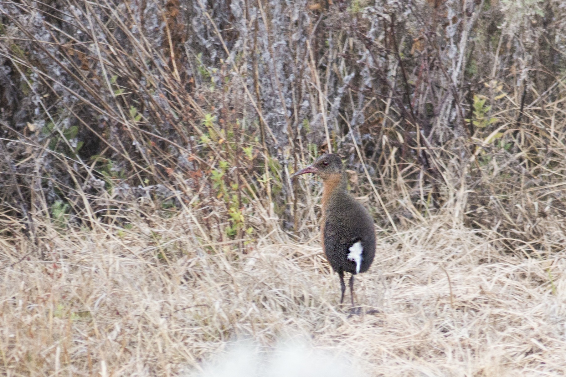 Rouget's Rail — Ana fotoğraf