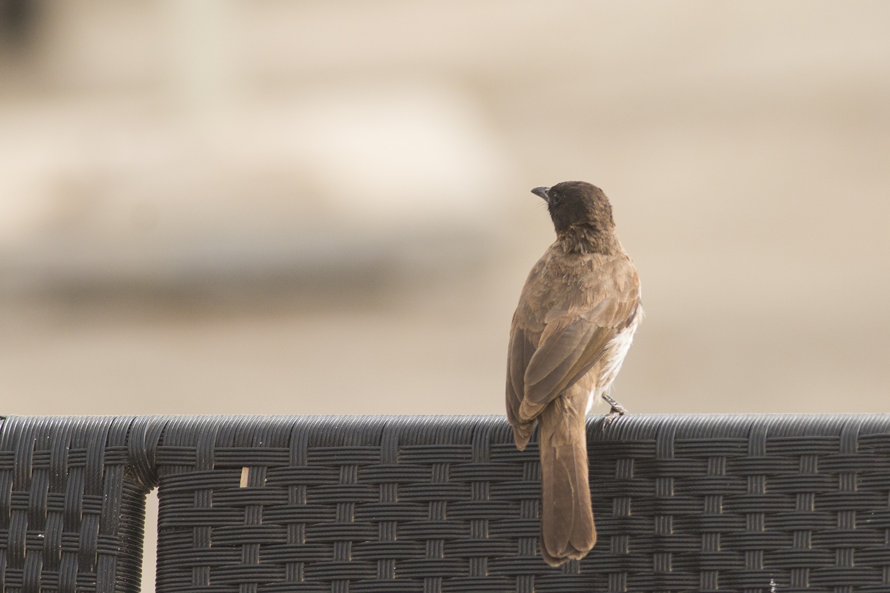 Common Bulbul