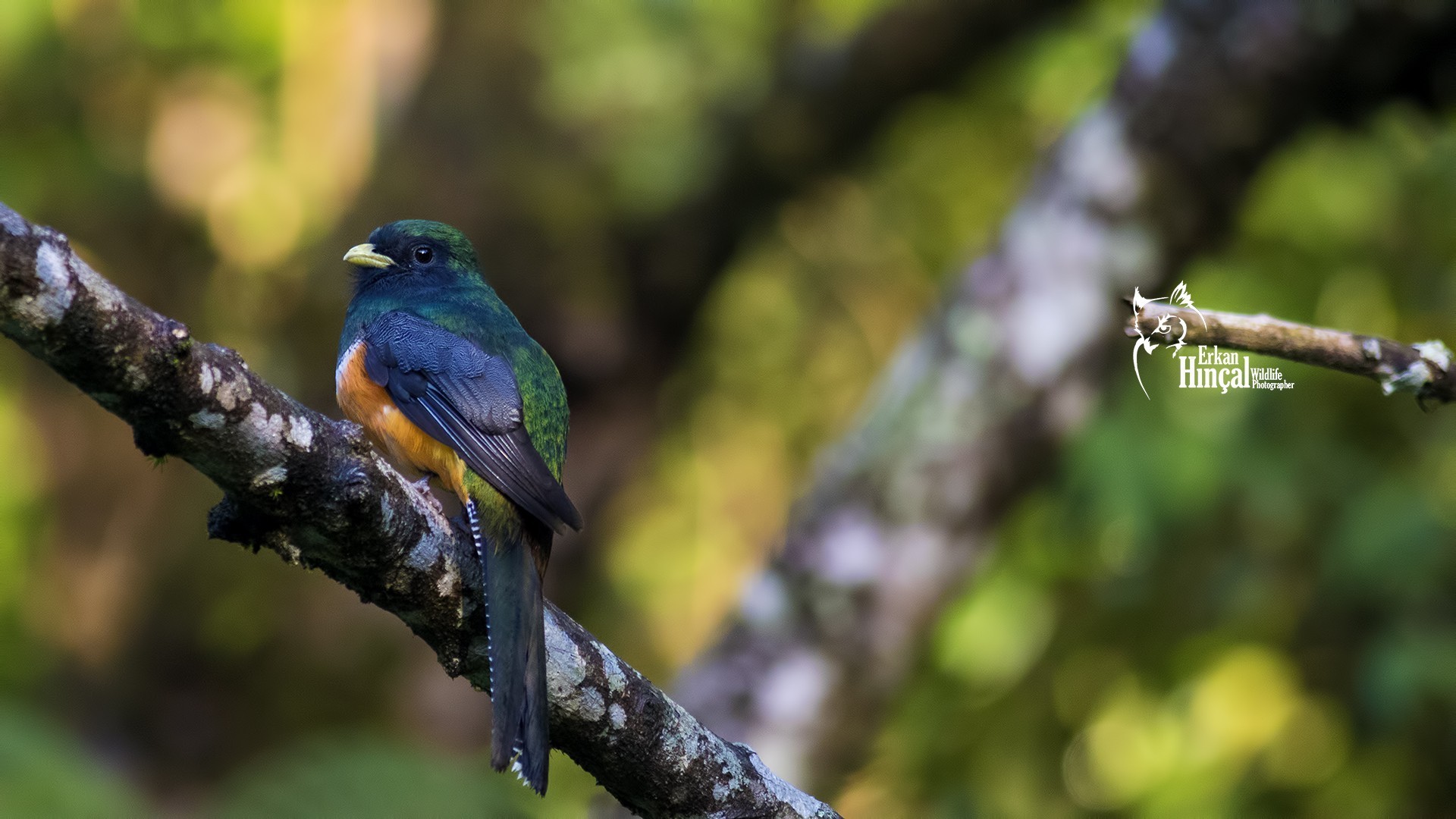 Collared Trogon