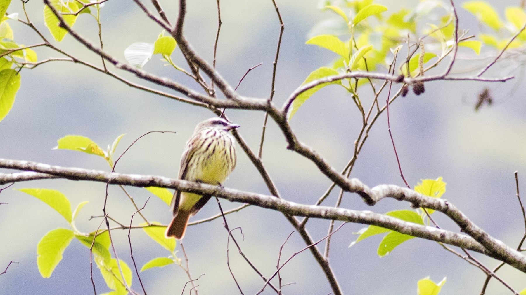 Sulphur-bellied Flycatcher — Ana fotoğraf