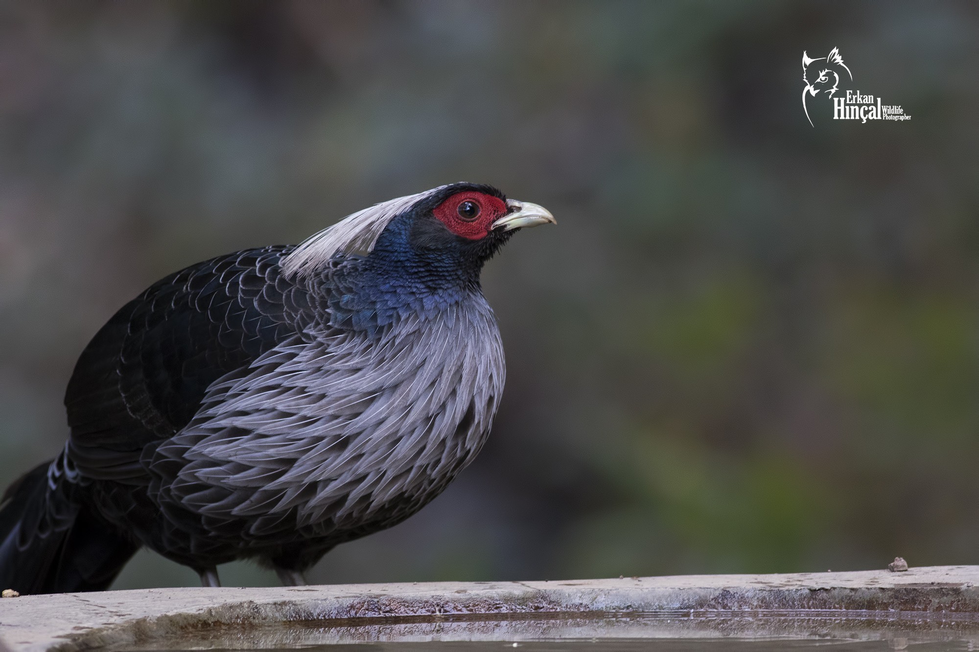Kalij Pheasant