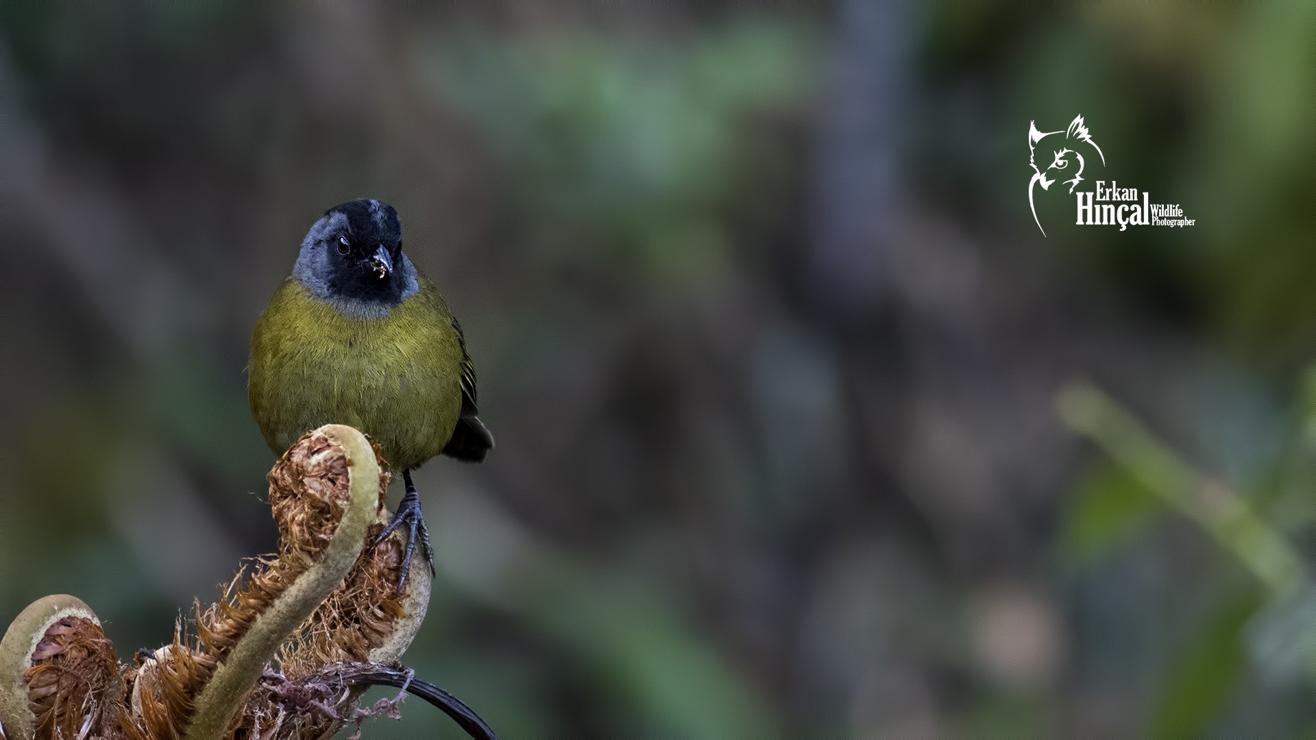 Large-footed Finch
