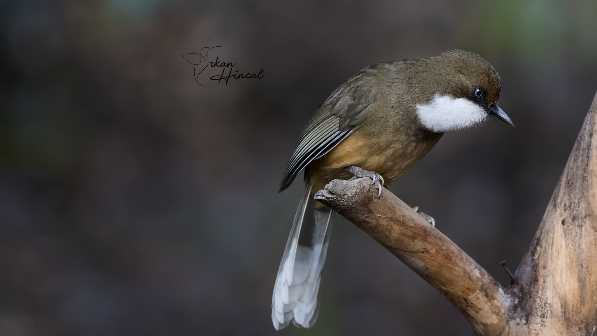 White-throated Laughingthrush