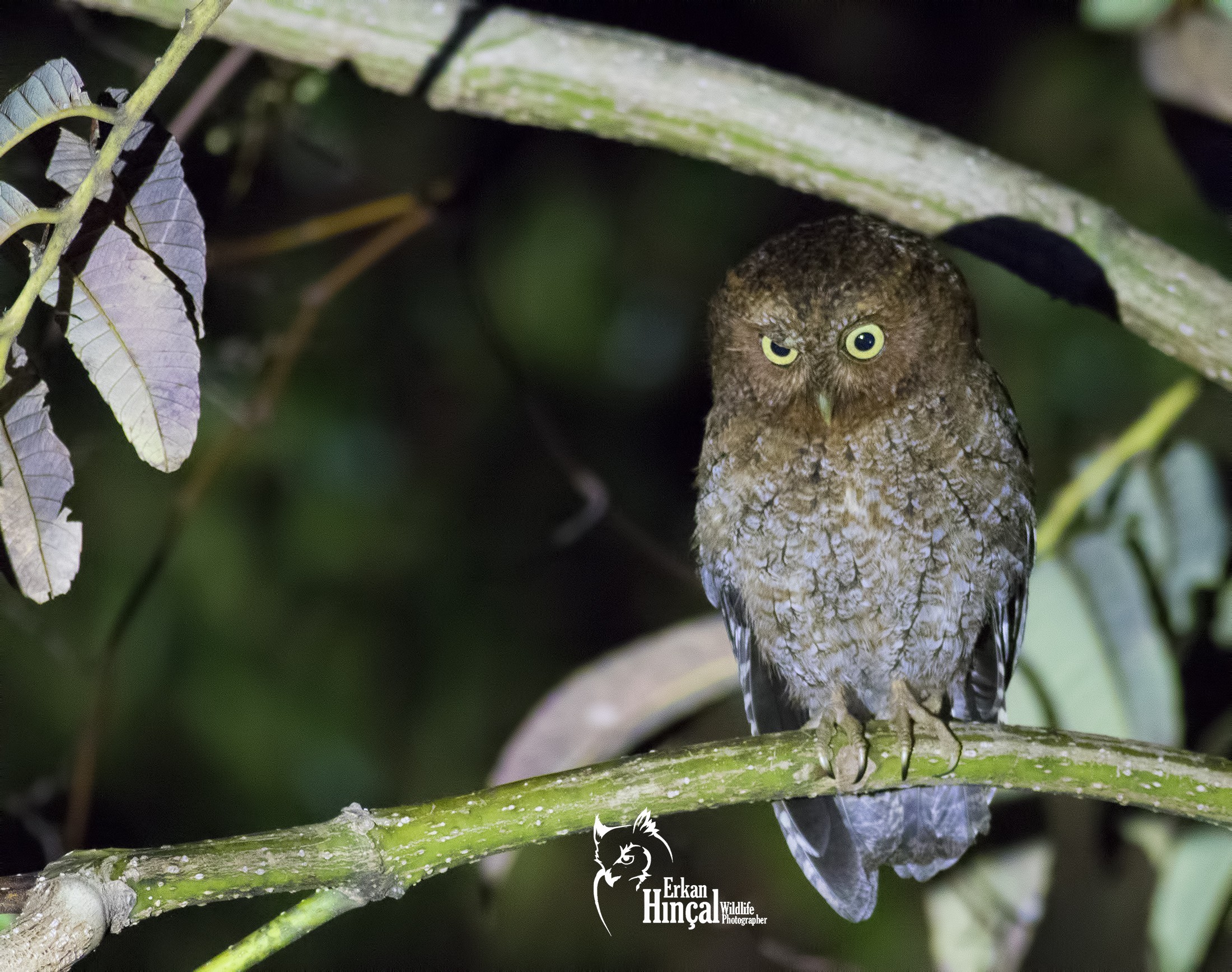Bare-shanked Screech-owl