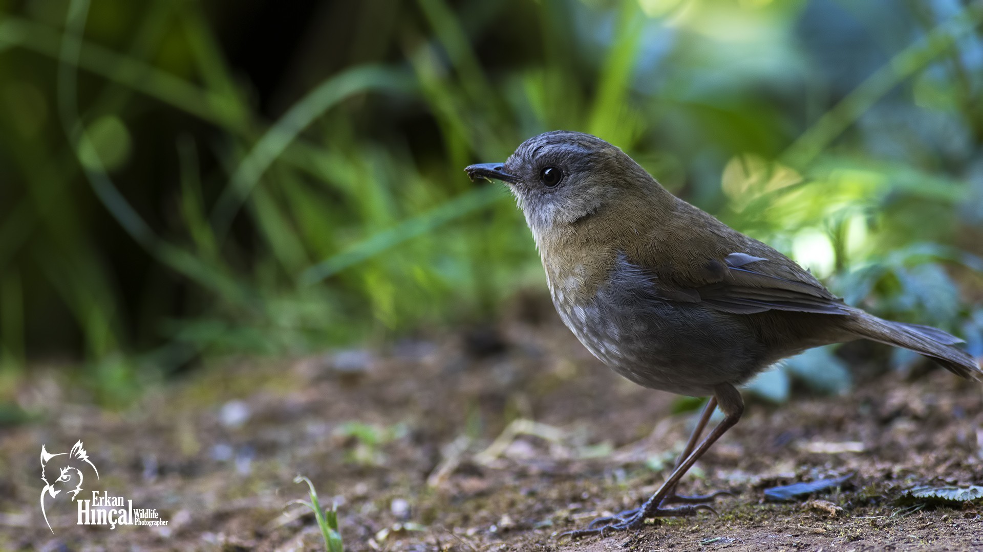 Black-billed Nightingale-thrush