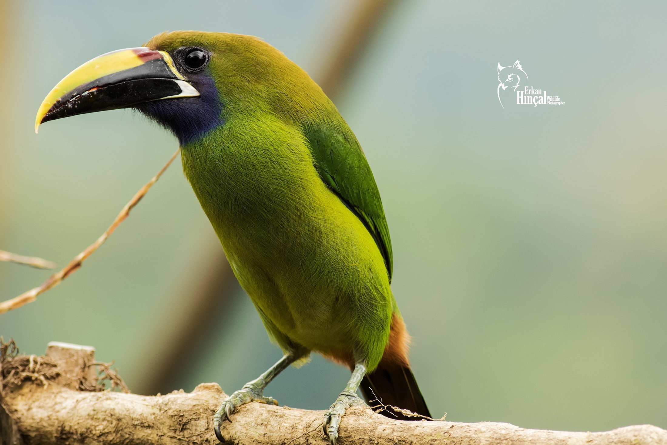 Emerald Toucanet — Ana fotoğraf