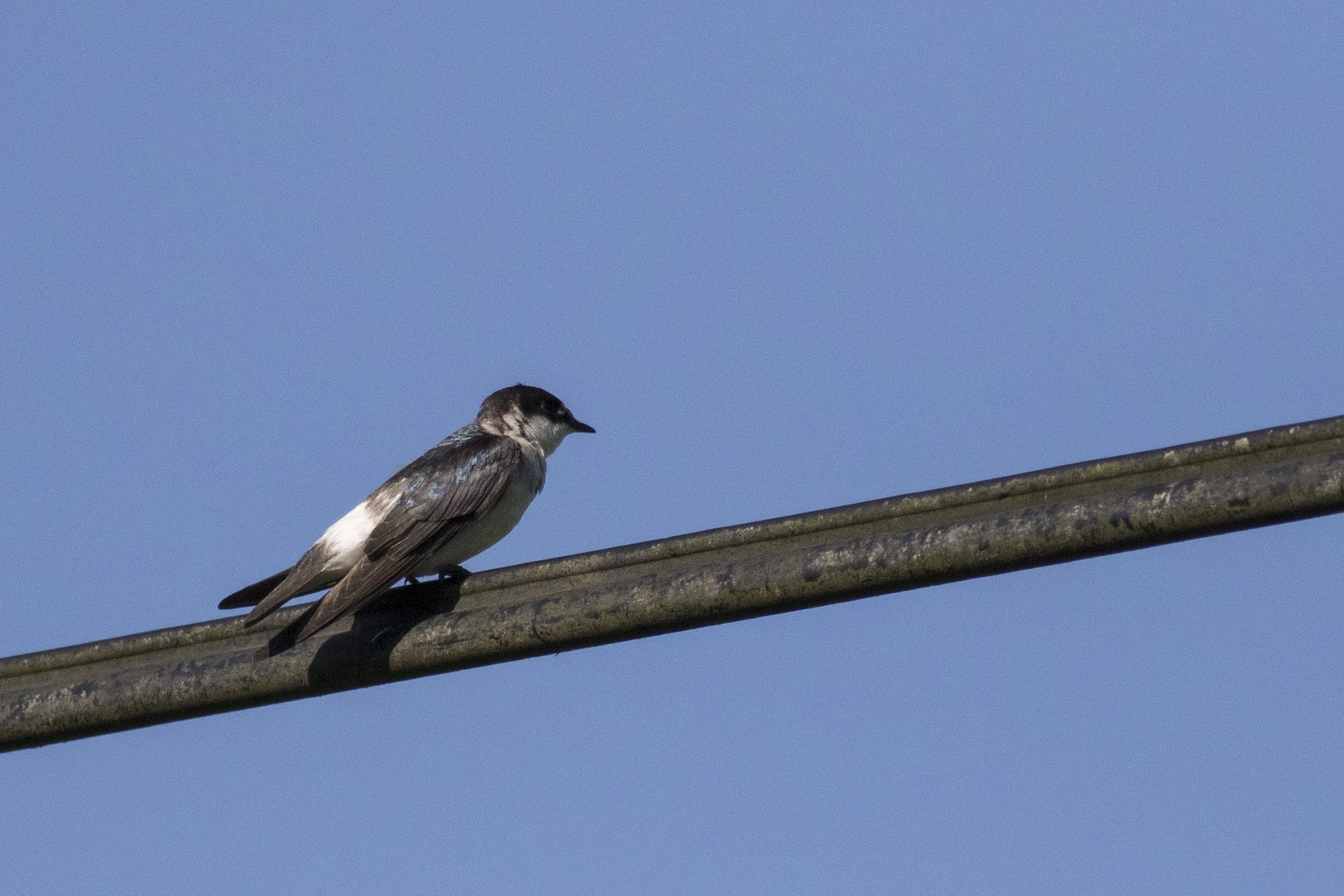 Cliff Swallow — Ana fotoğraf
