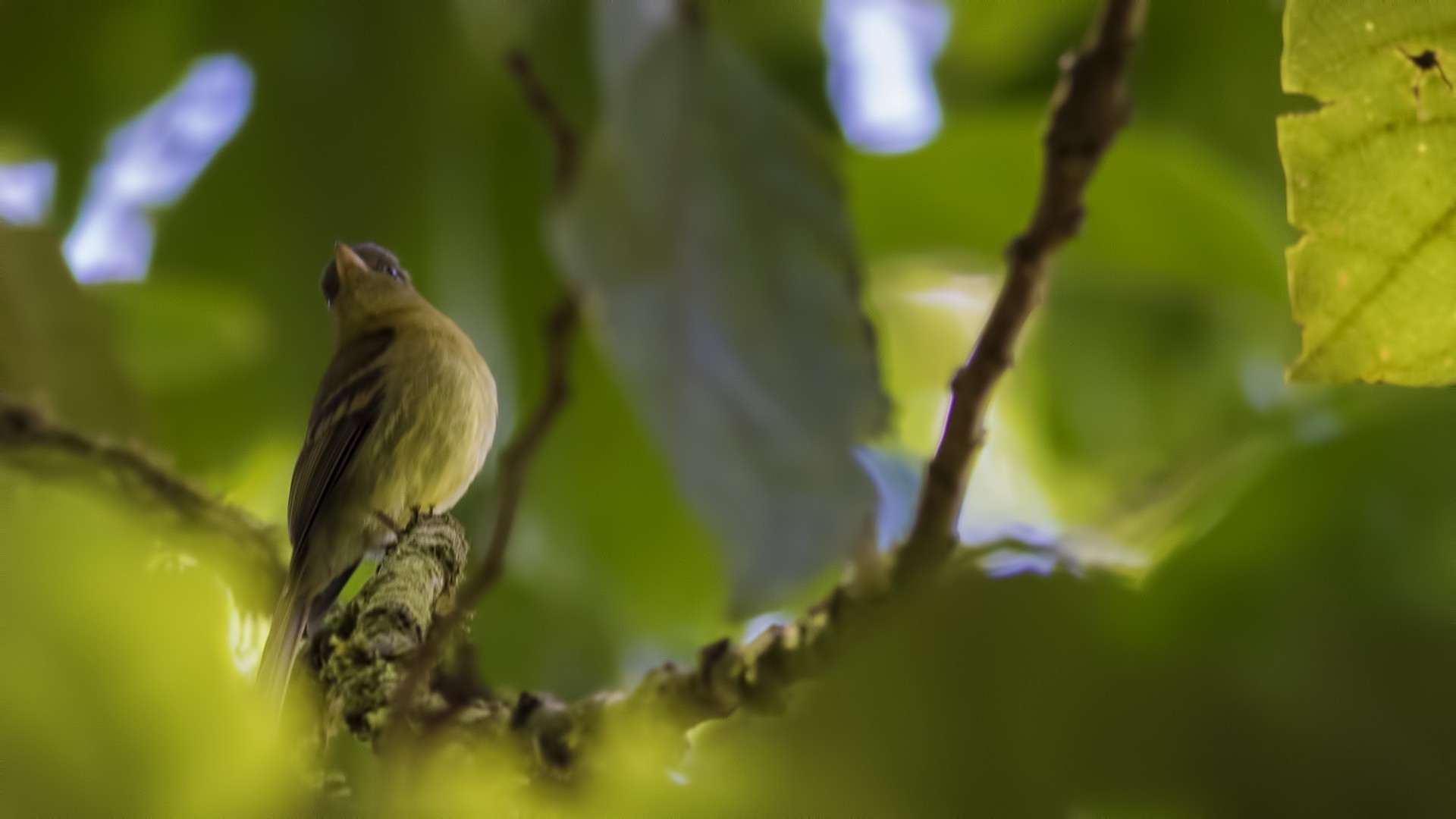 Yellowish Flycatcher — Ana fotoğraf