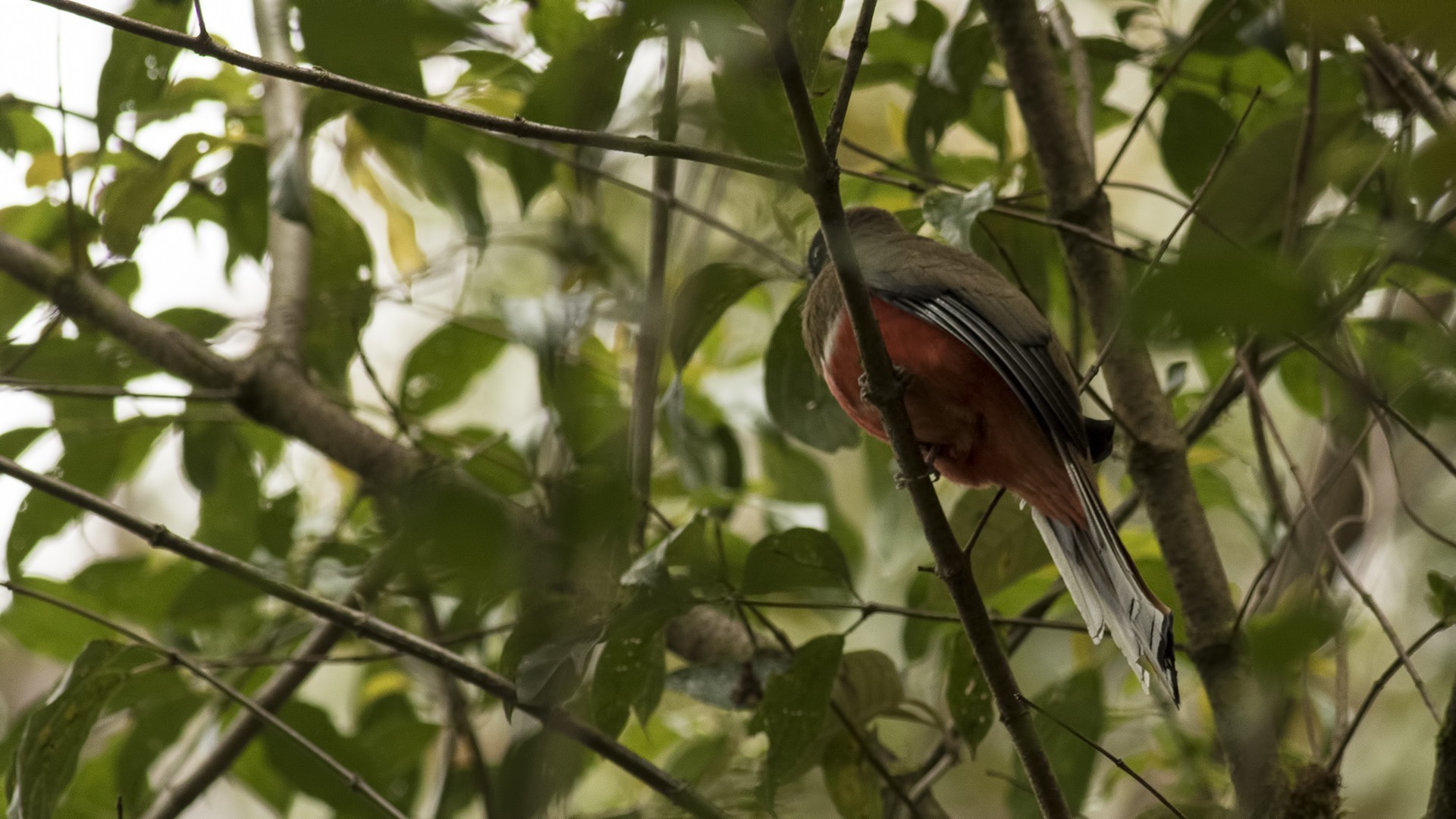 Collared Trogon