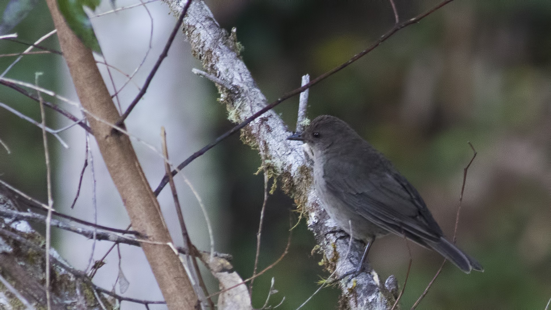 American Mountain Thrush — Ana fotoğraf