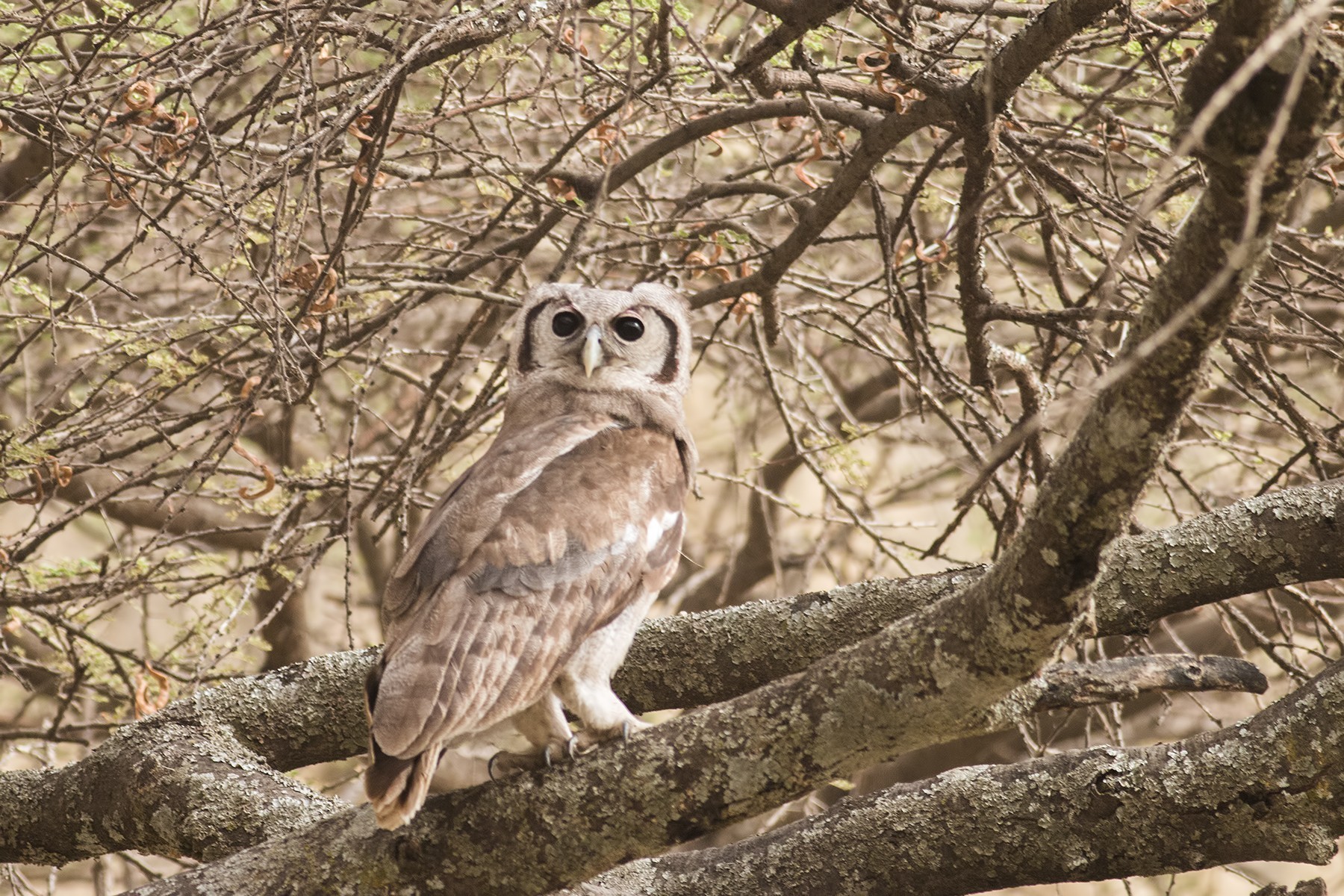 Verreaux's Eagle-owl