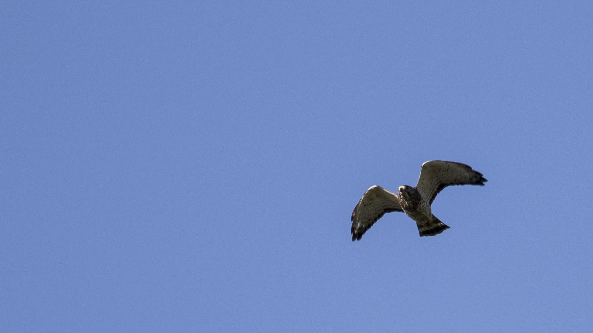Harpy Eagle