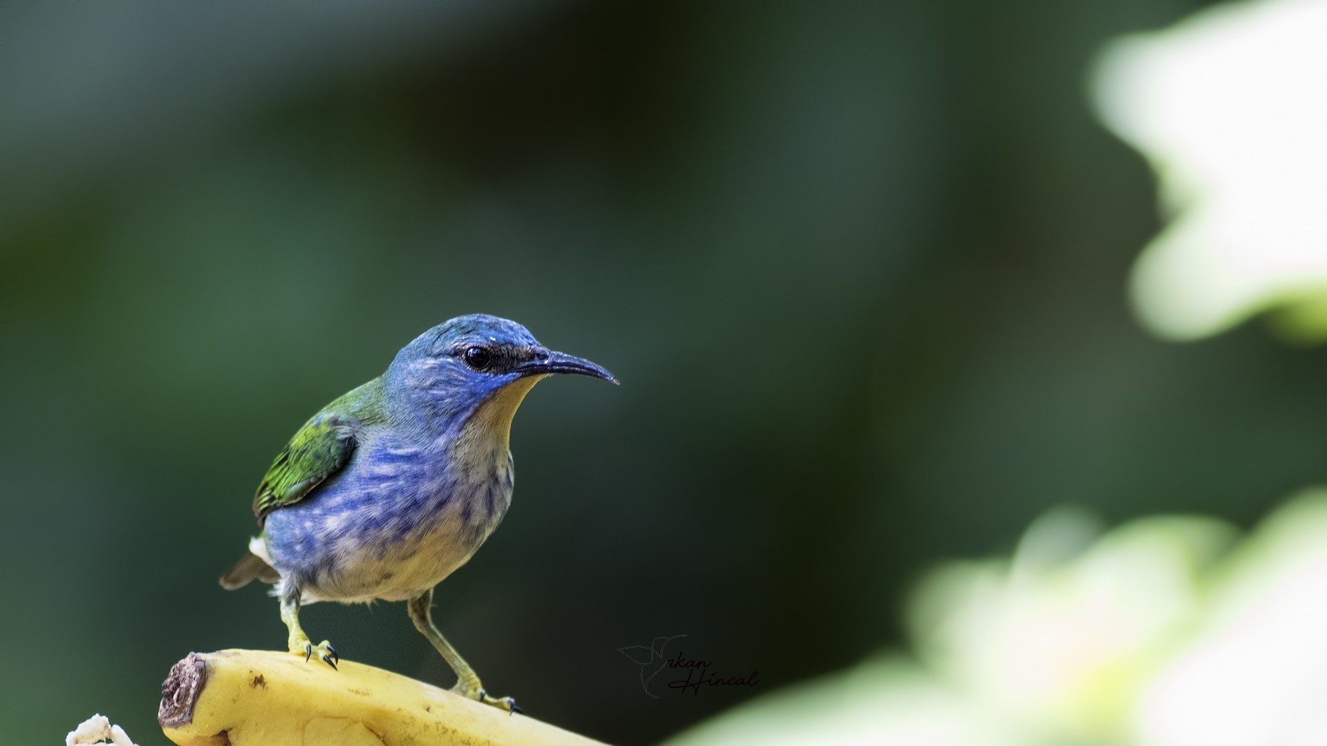Blue Dacnis