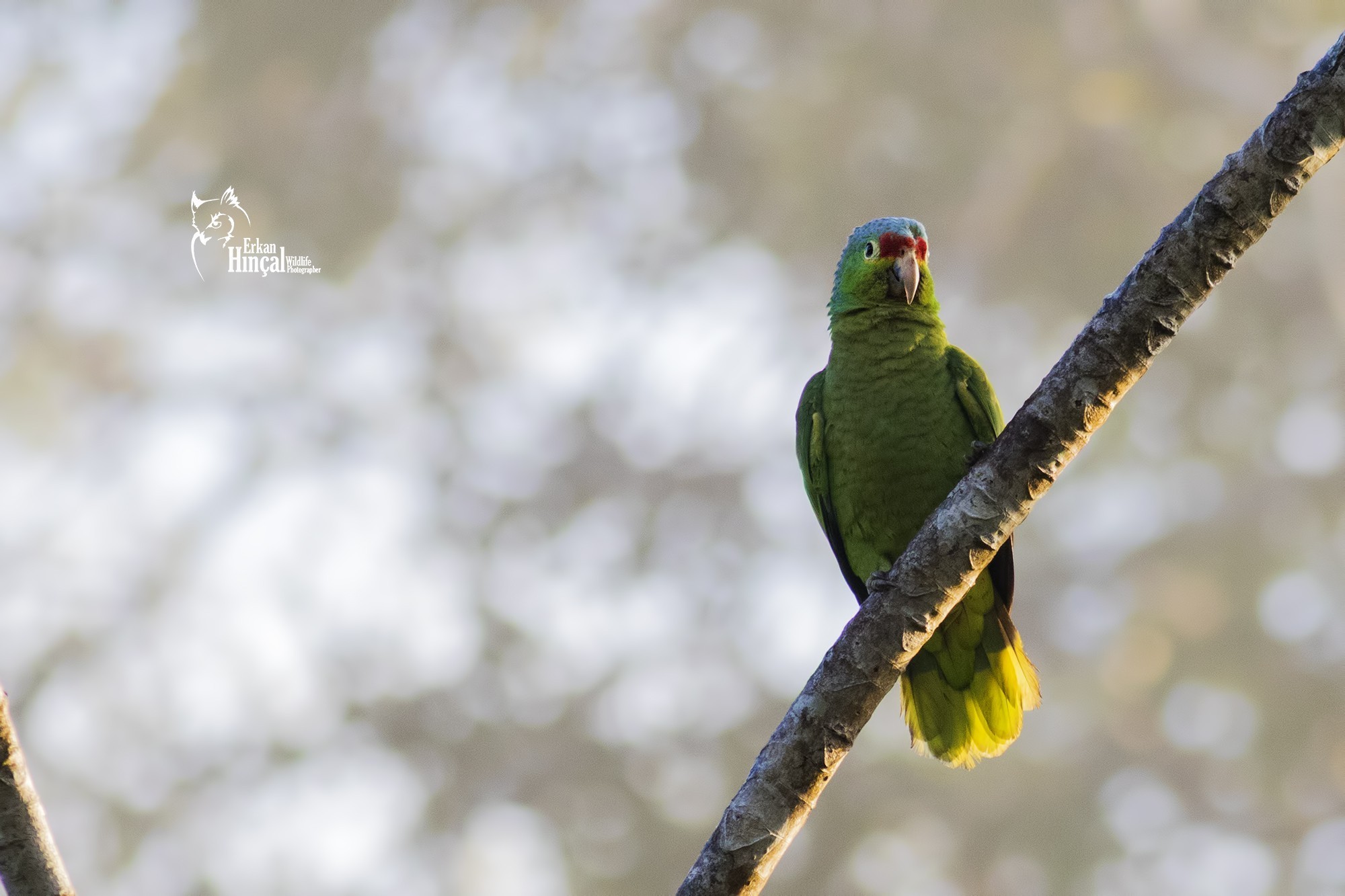 Orange-fronted Parakeet — Ana fotoğraf
