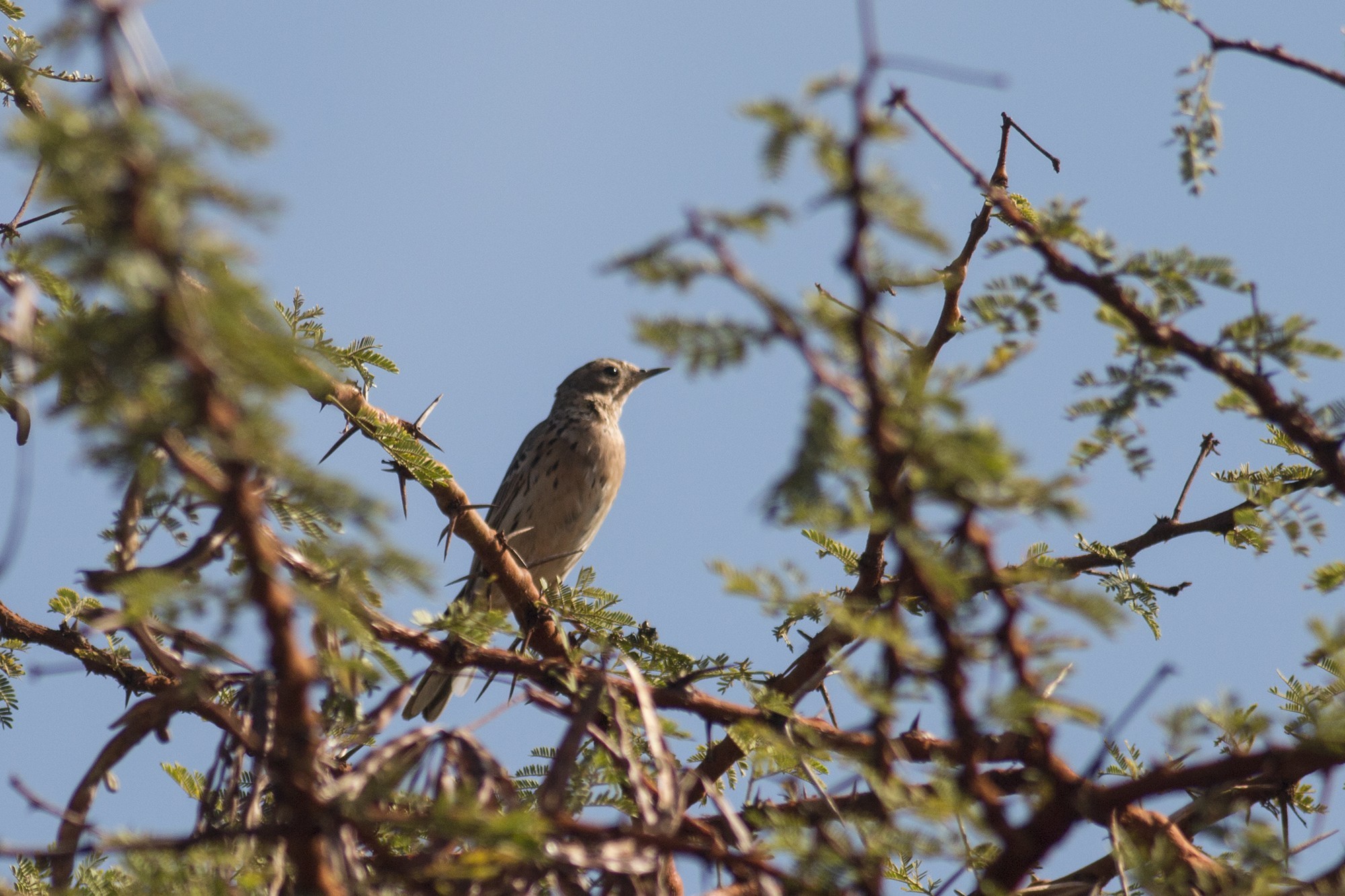 Long-billed Pipit — Ana fotoğraf