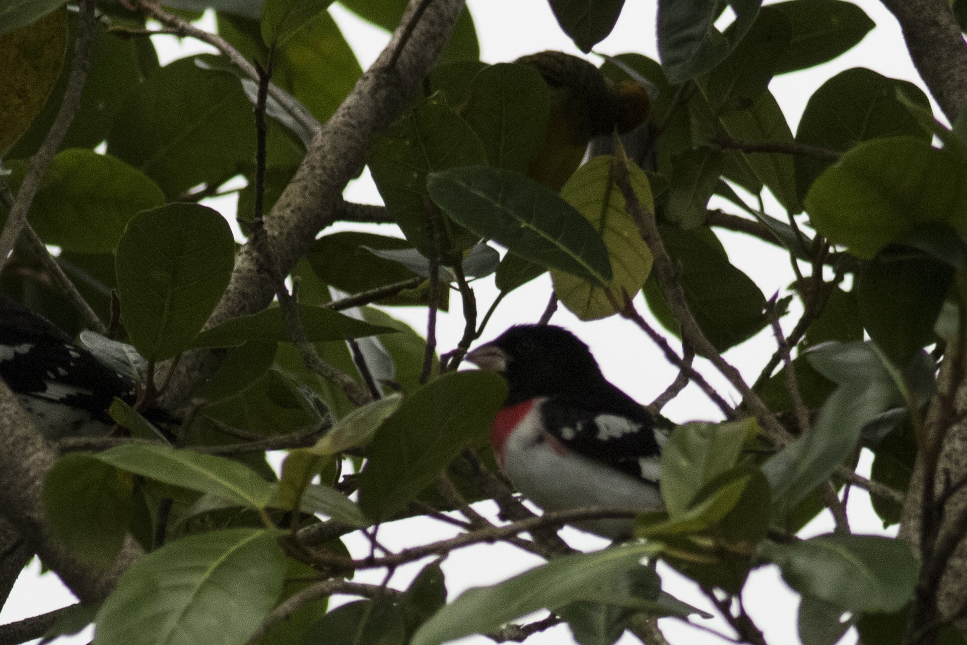 Rose-breasted Grosbeak — Ana fotoğraf