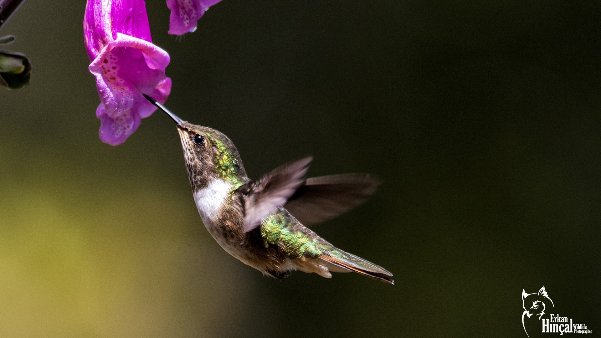 Volcano Hummingbird