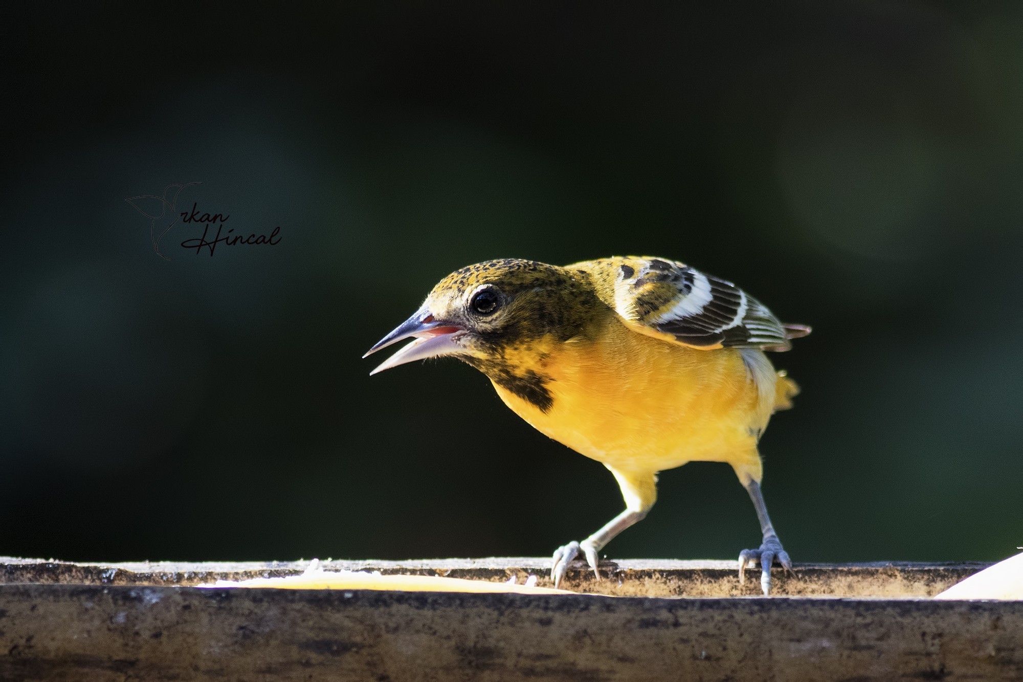 Baltimore Oriole