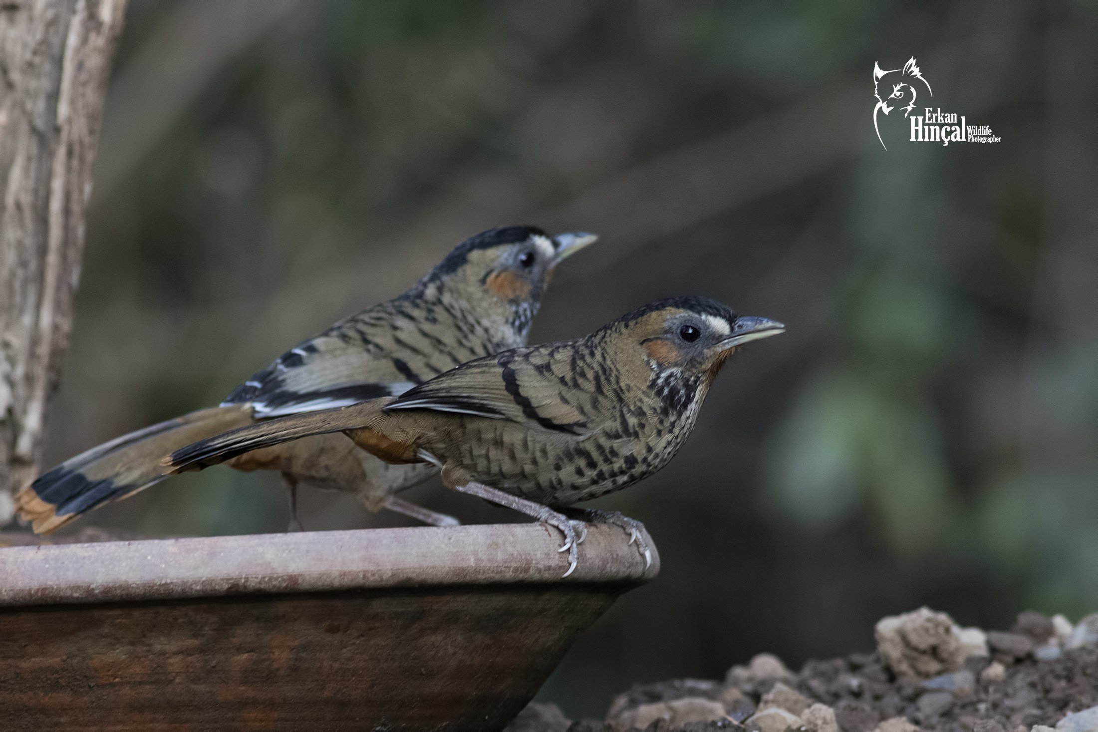 Rufous-chinned Laughingthrush