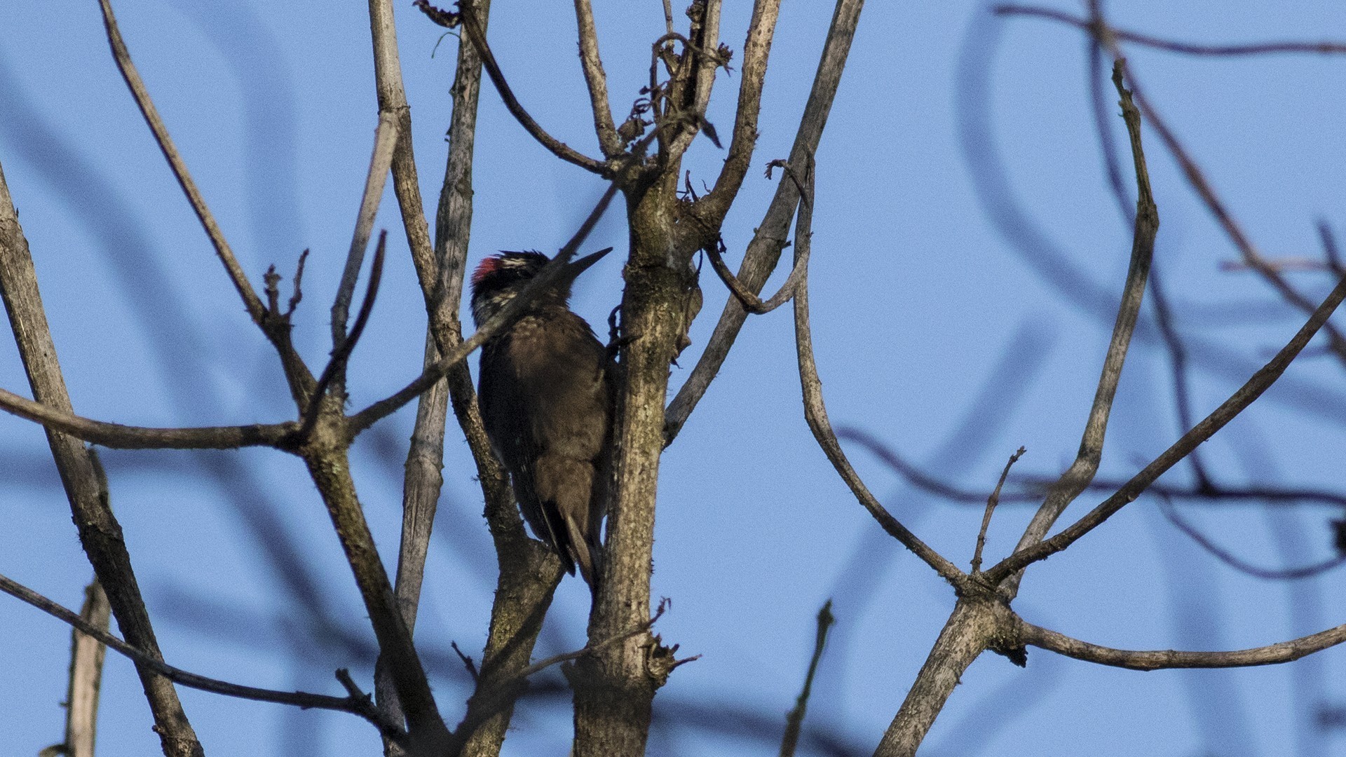Hairy Woodpecker