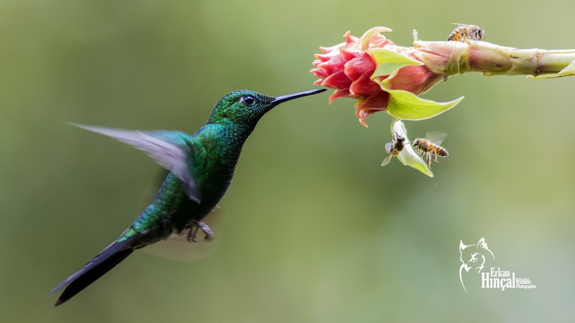Green-crowned Brilliant