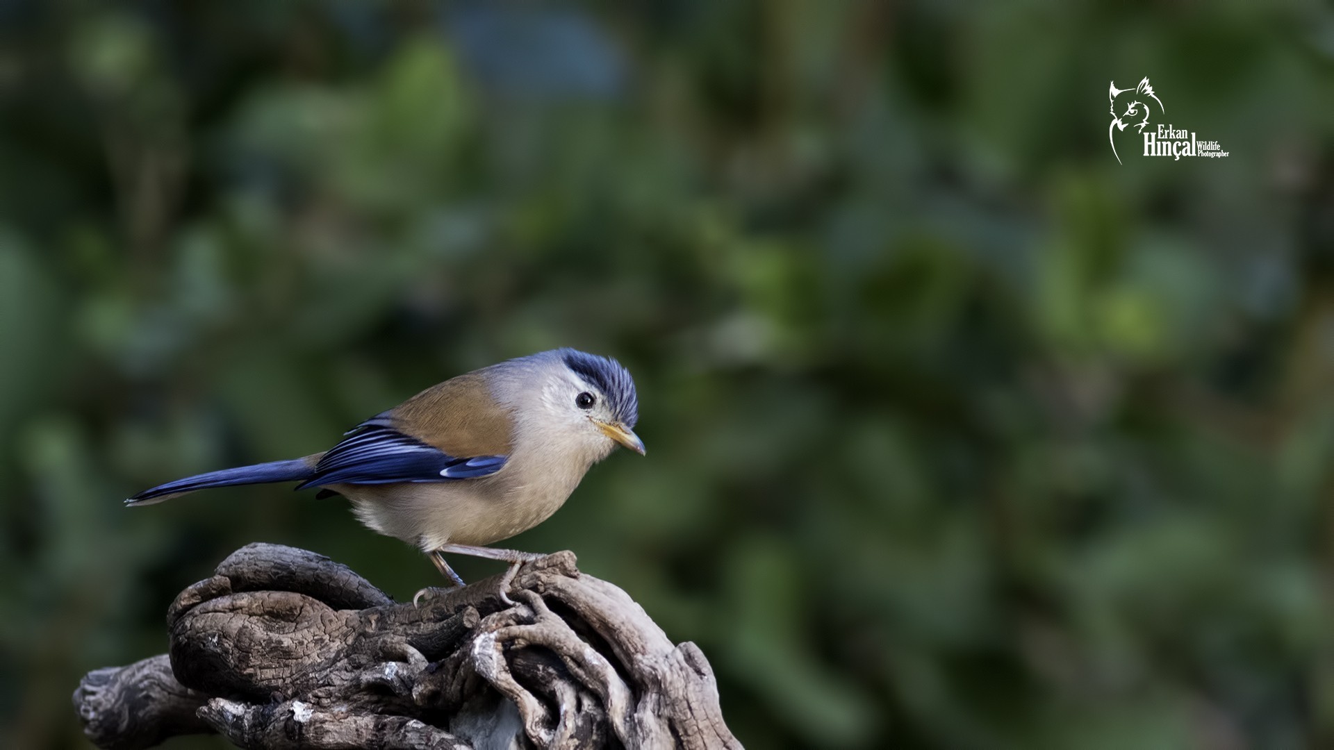 Blue-winged Siva