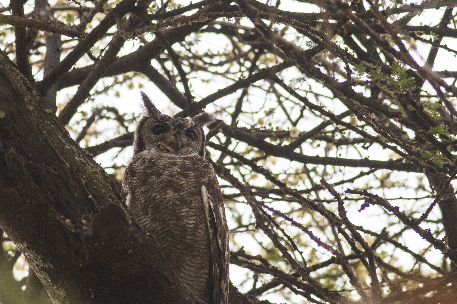 Greyish Eagle-owl