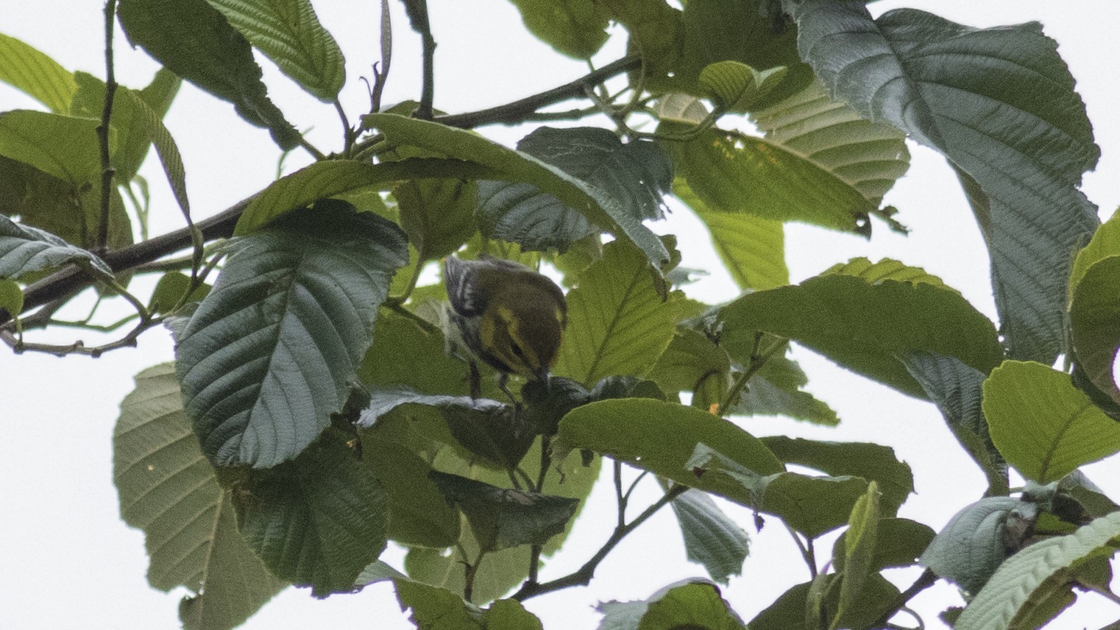 Black-throated Green Warbler — Ana fotoğraf