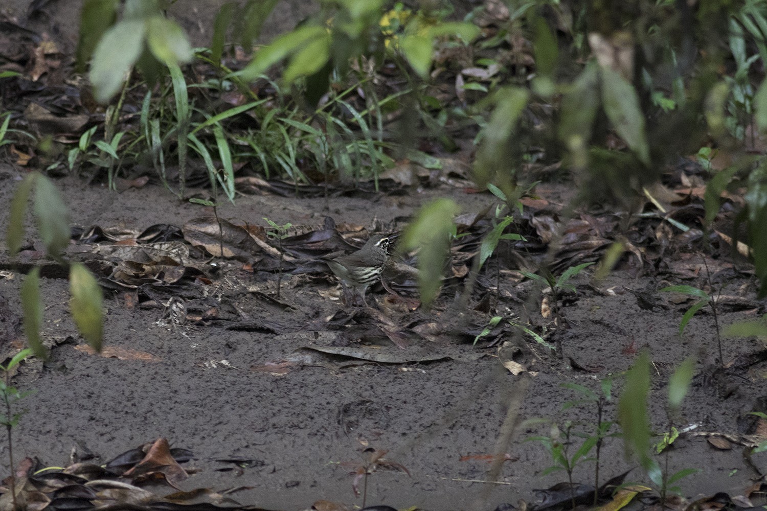Northern Waterthrush